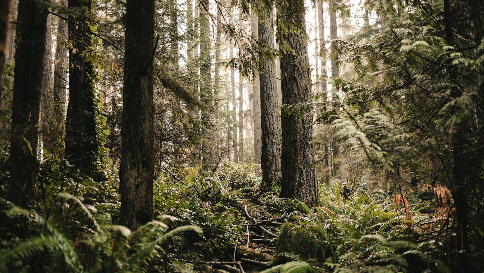 Phoca Nature is Gantry powered!